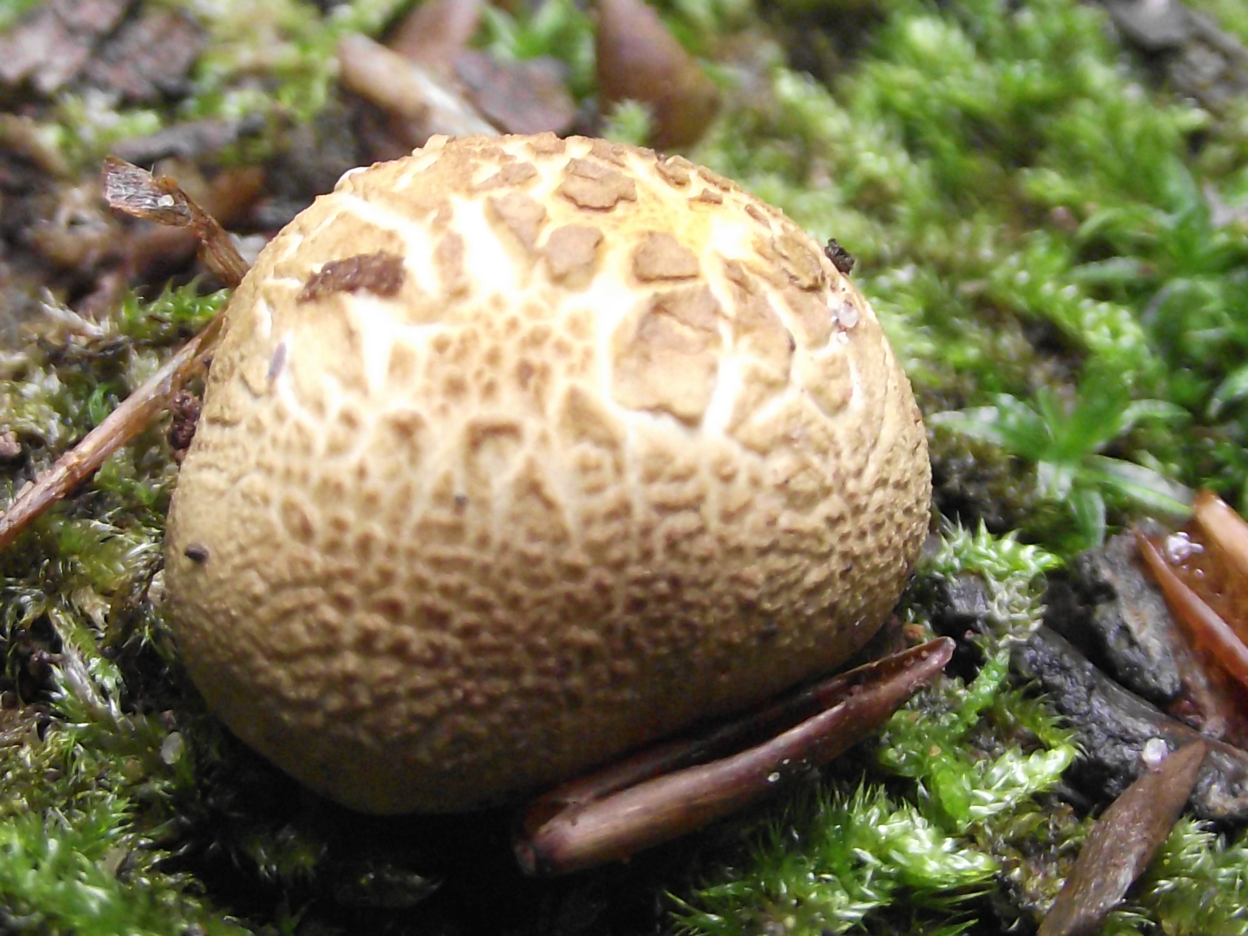Dickschaliger Kartoffelbovist